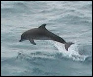 Baby Atlantic Spotted Dolphin Bahamas